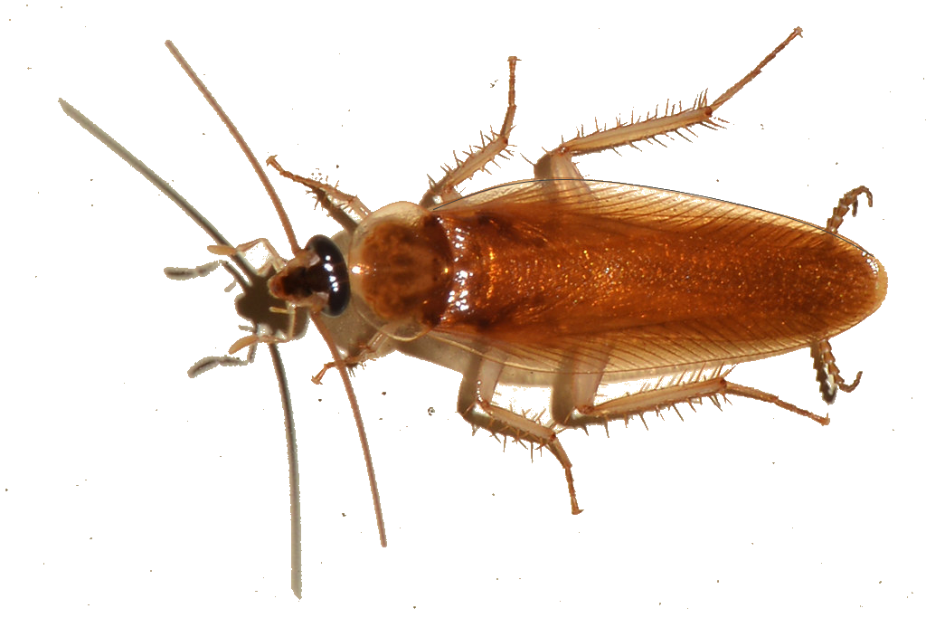 What are some common features of the cockroach anatomy