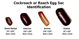 Cockroach or roach egg sac identification 