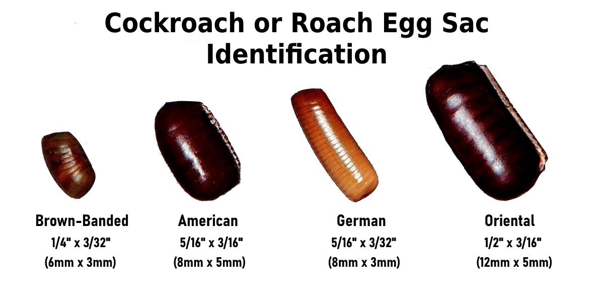 What Do Roach Eggs Look Like Planet Cockroach What Do Roach Eggs Look Like Planet Cockroach