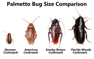 Palmetto Bug Size Comparison