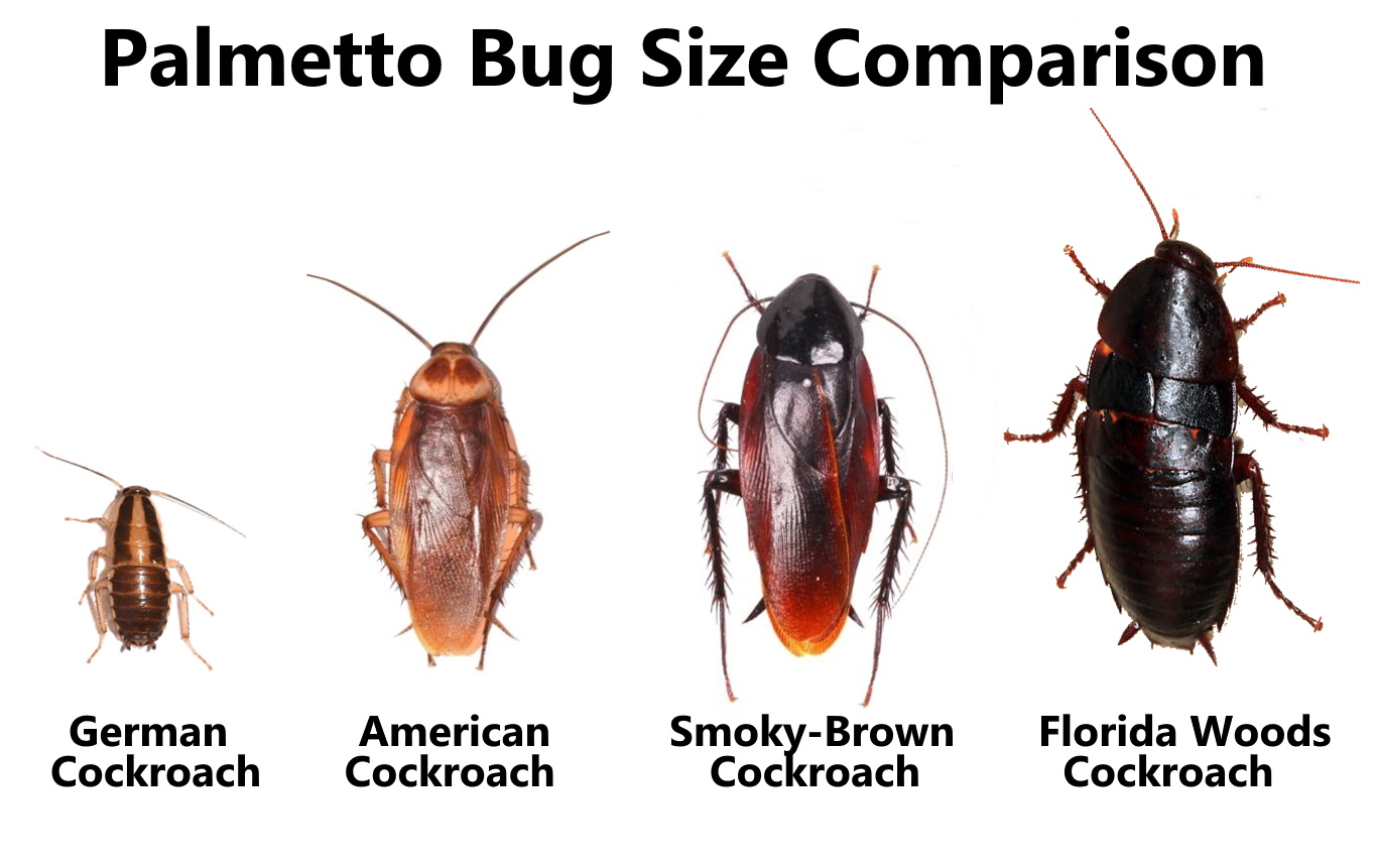 A look at the Palmetto Bug Size Comparison to Cockroaches?